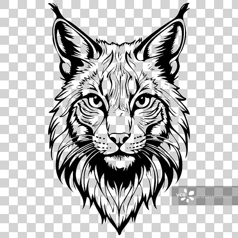 孤立的巴尔干猞猁肖像画动物头部图片素材