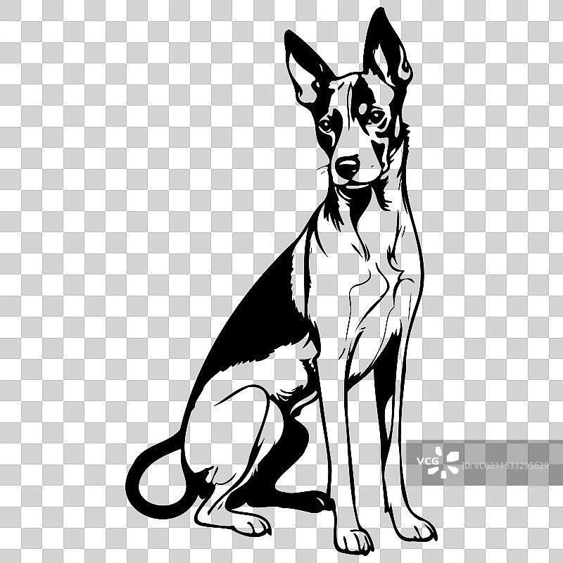 孤立的巴森吉犬坐着，动物头部的绘画图片素材