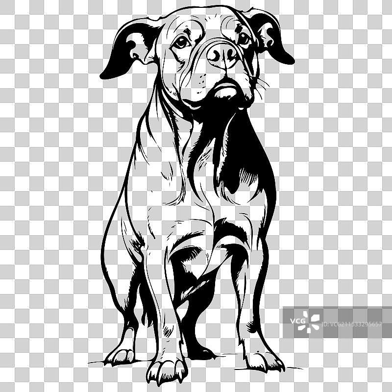 孤立的比特犬与斗牛犬混合动物头部线条艺术绘图图片素材