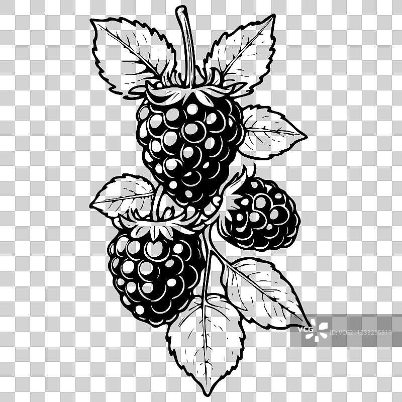 手绘的孤立黑莓水果图片素材