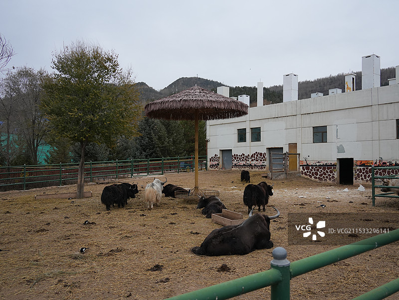 西宁青藏高原野生动物园图片素材