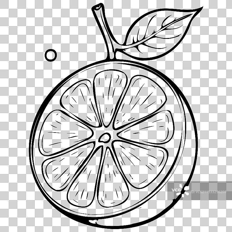 孤立的柚子真实墨水素描水果图片素材