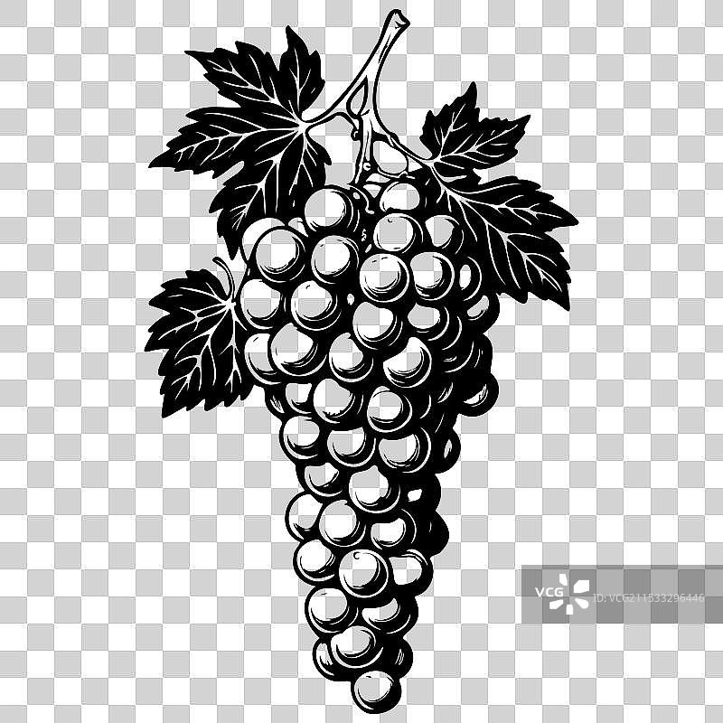 巨峰葡萄的真实手绘线条图图片素材