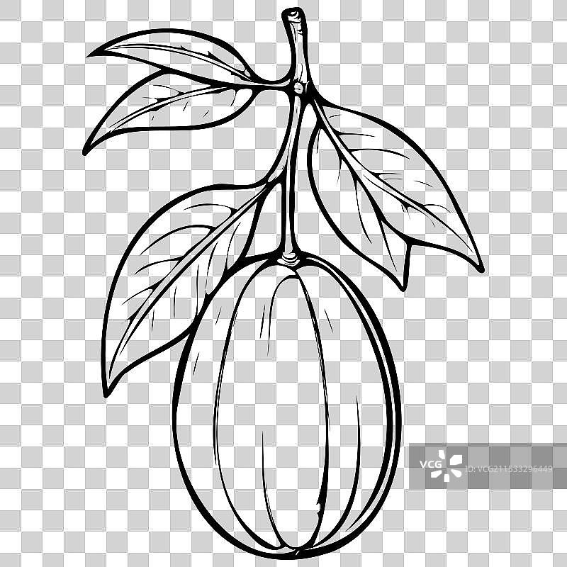 兰塞蒂拉芒果的卡通水果轮廓图图片素材