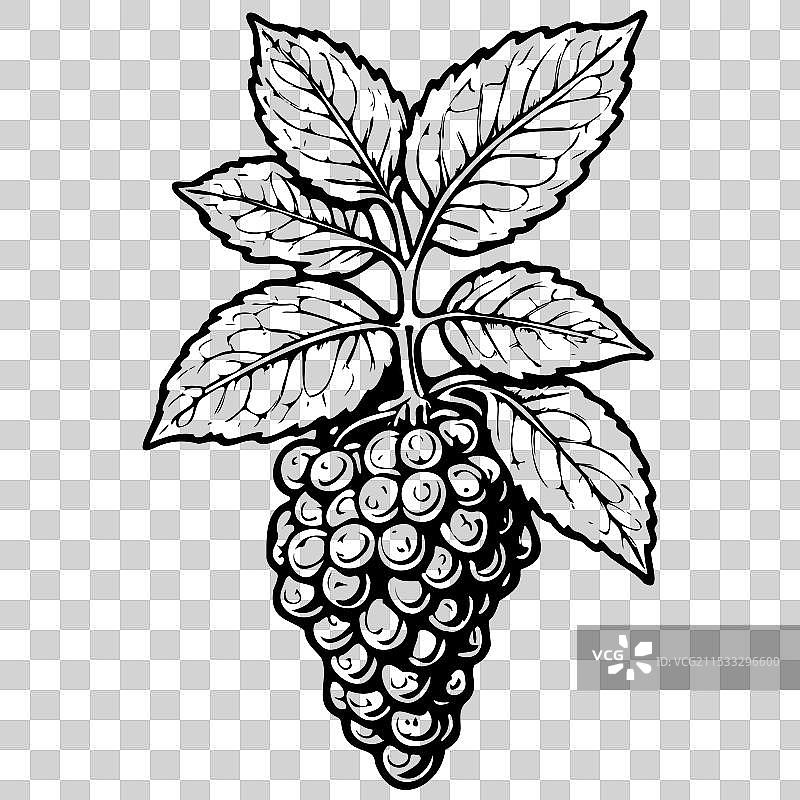 手绘的洛根莓雕刻透明水果图片素材