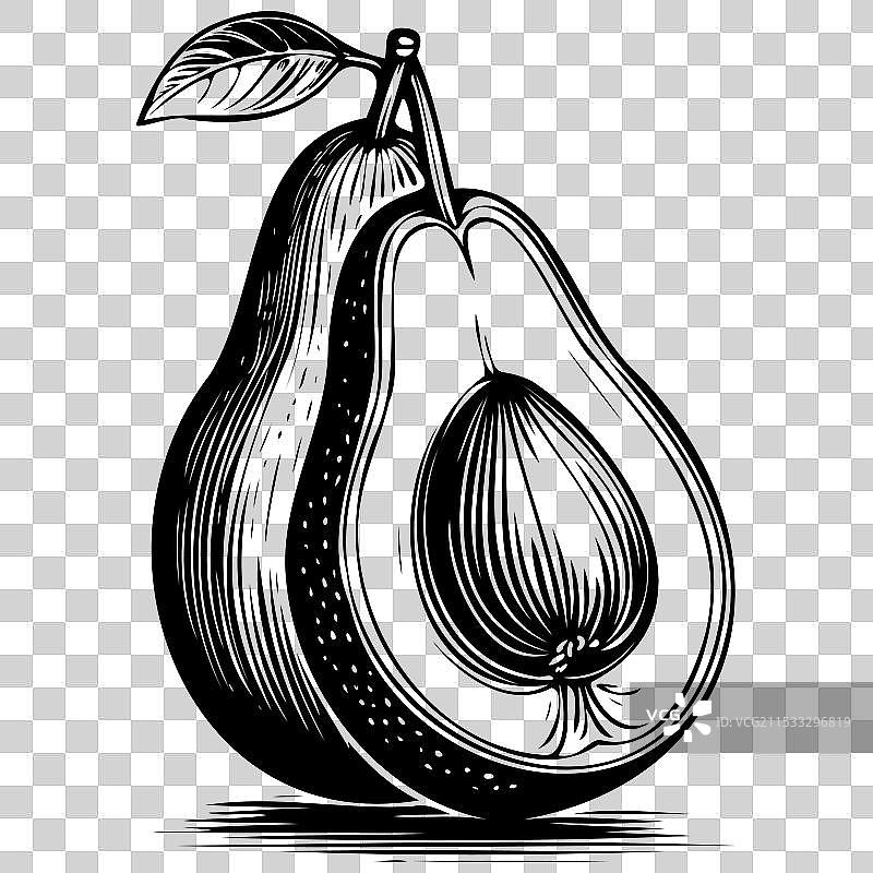 单色鳄梨绘画，逼真的轮廓图片素材