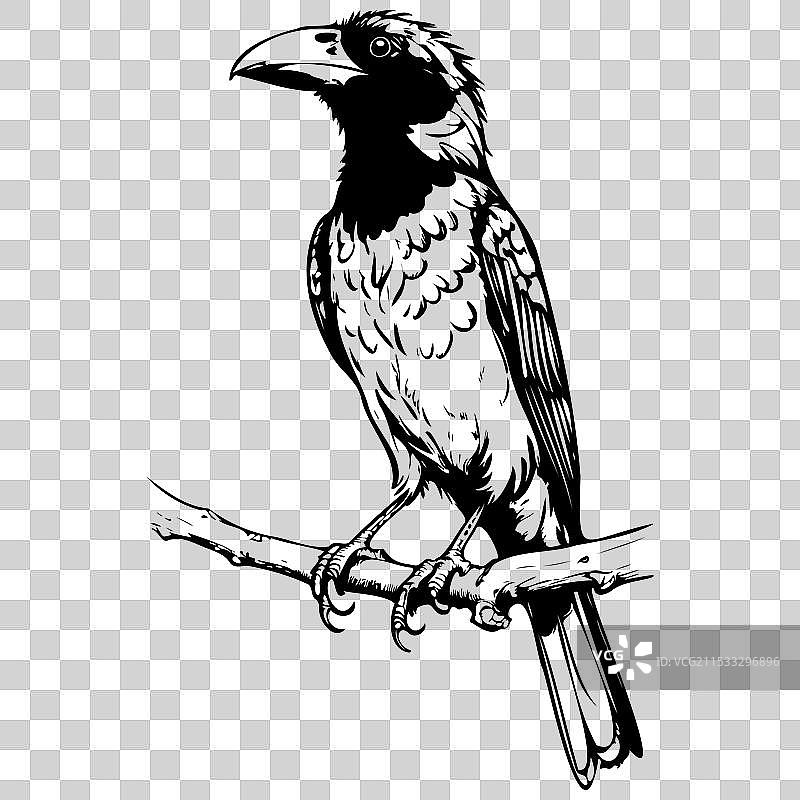 单色巴比特鸟素描写实动物图片素材