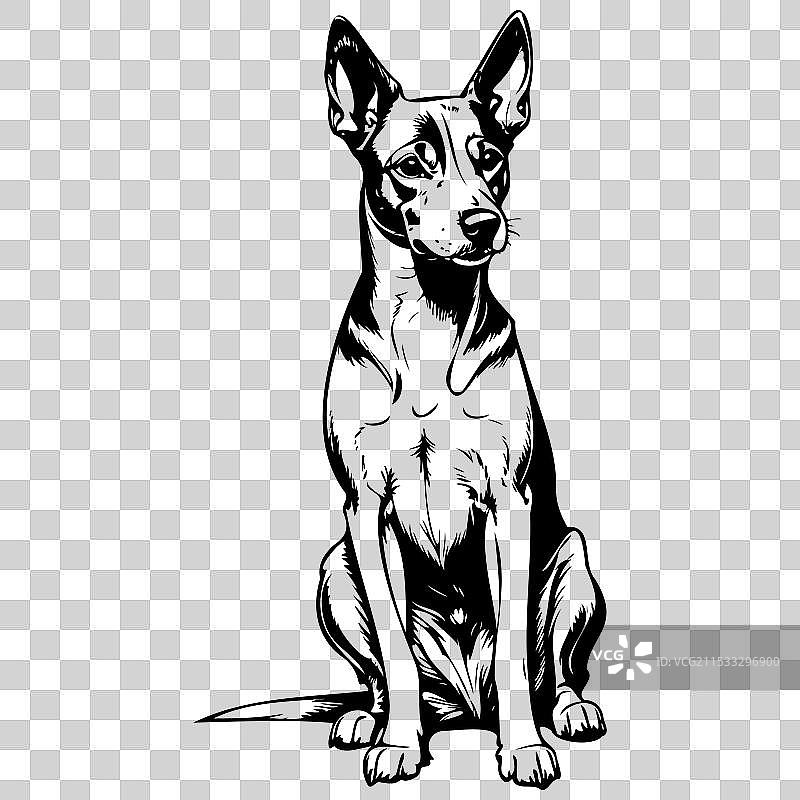 写实的单色巴森吉犬坐姿素描图片素材