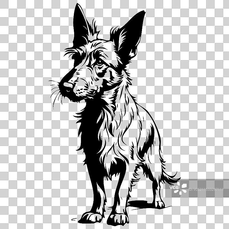 单色贝尔热皮卡尔犬素描手绘图片素材