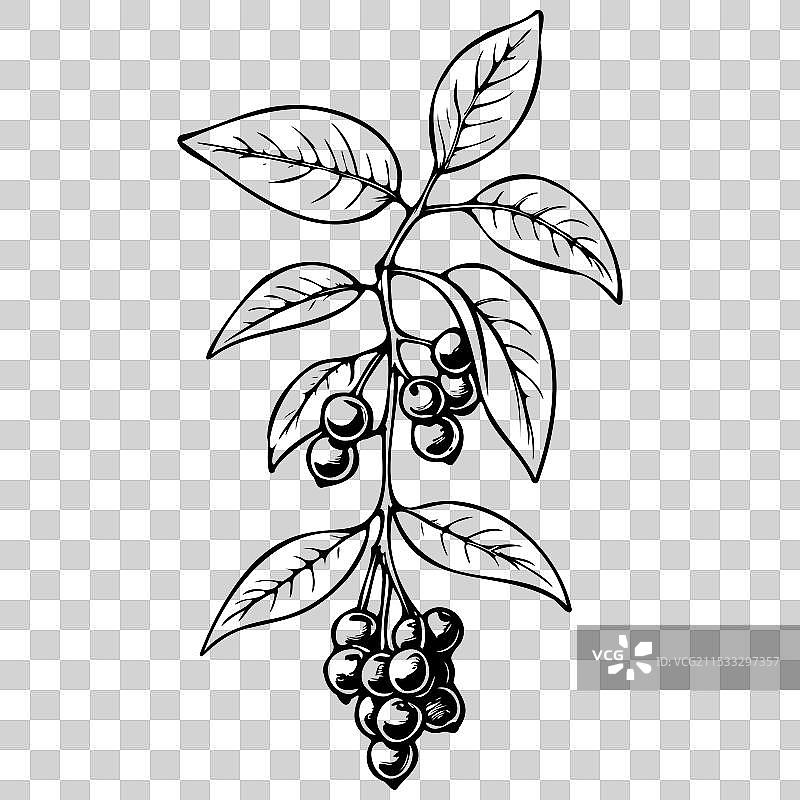 单色手绘的樱桃果实图片素材