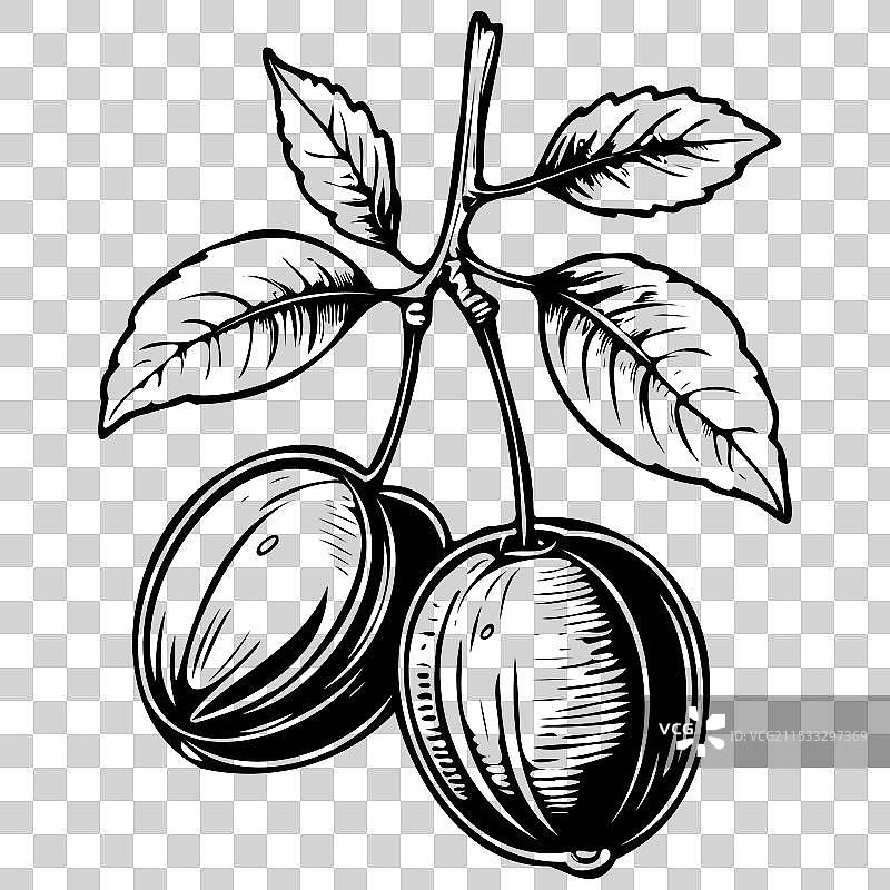 单色的李子绘画，黑色水果图片素材