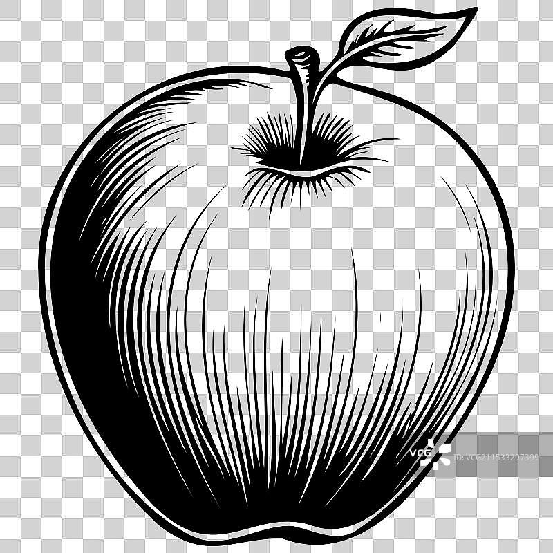 单色手绘富士苹果素描水果图片素材