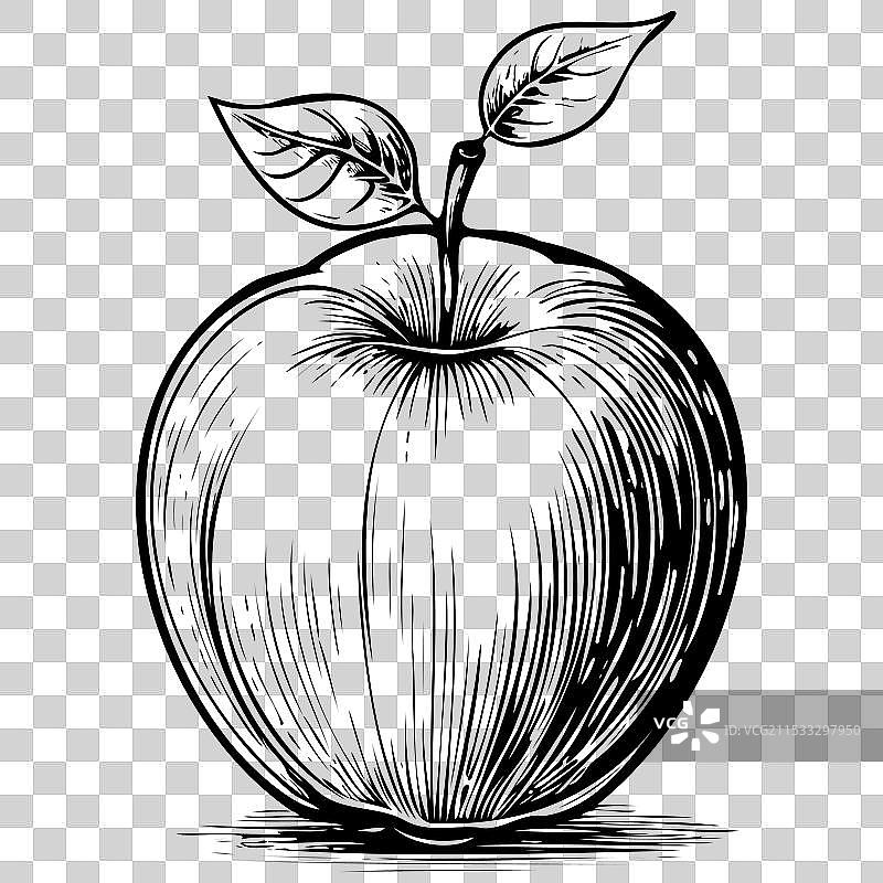 单色手绘的牛顿皮平苹果水果图片素材