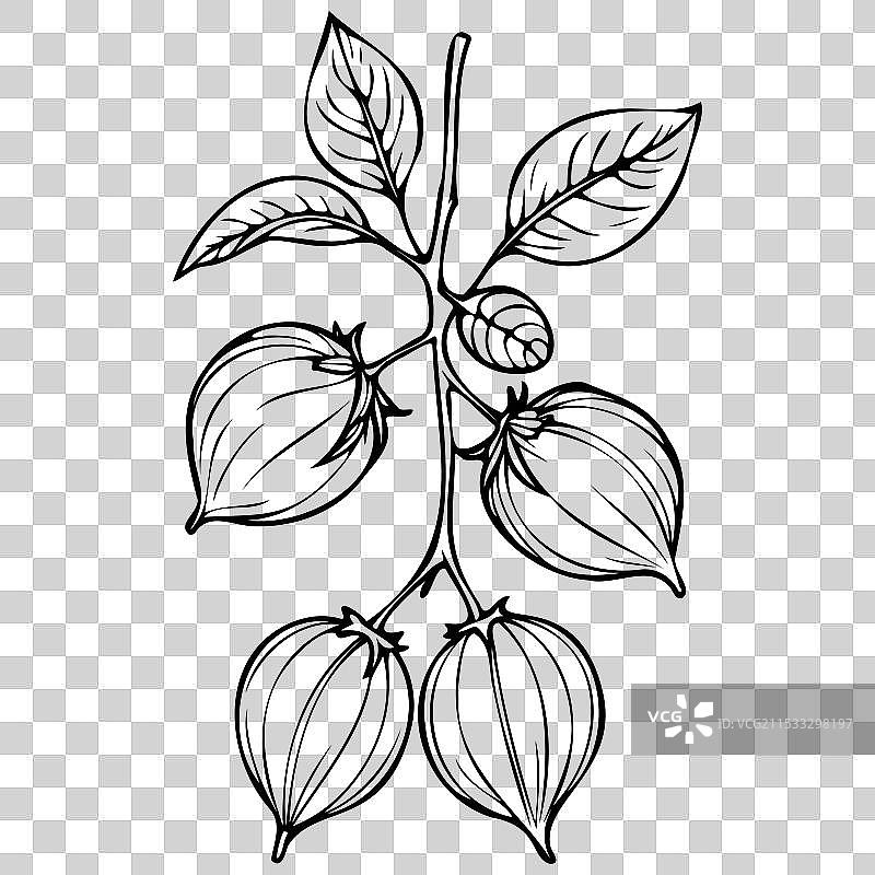 手绘的孤立灯笼果透明图像图片素材