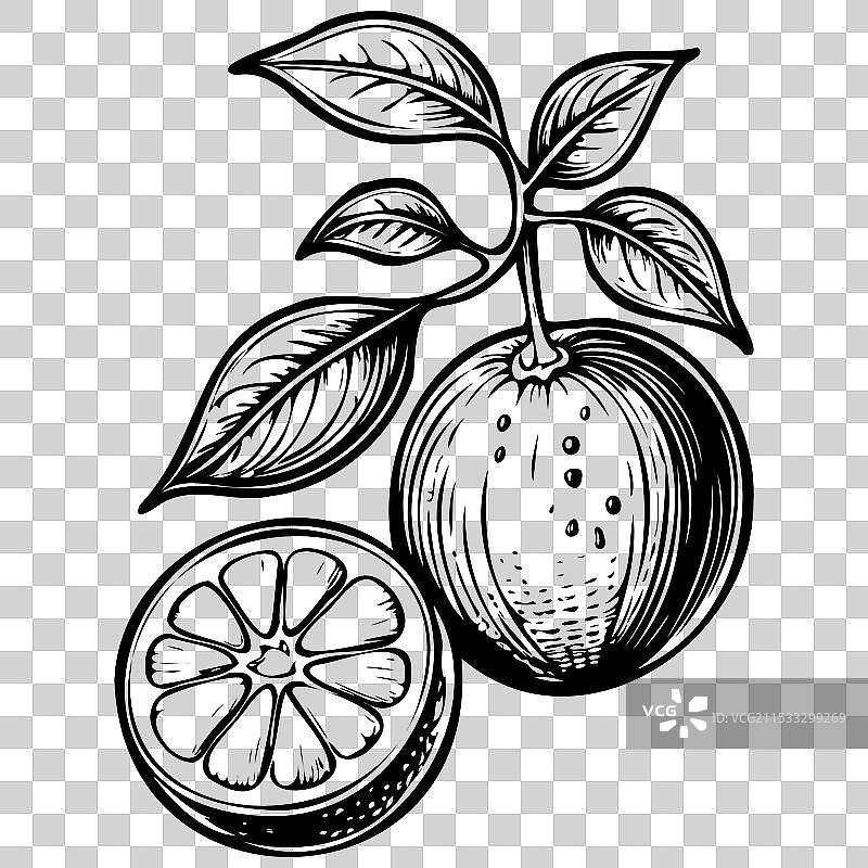 逼真的米尼奥拉橘子绘画水果头部图片素材