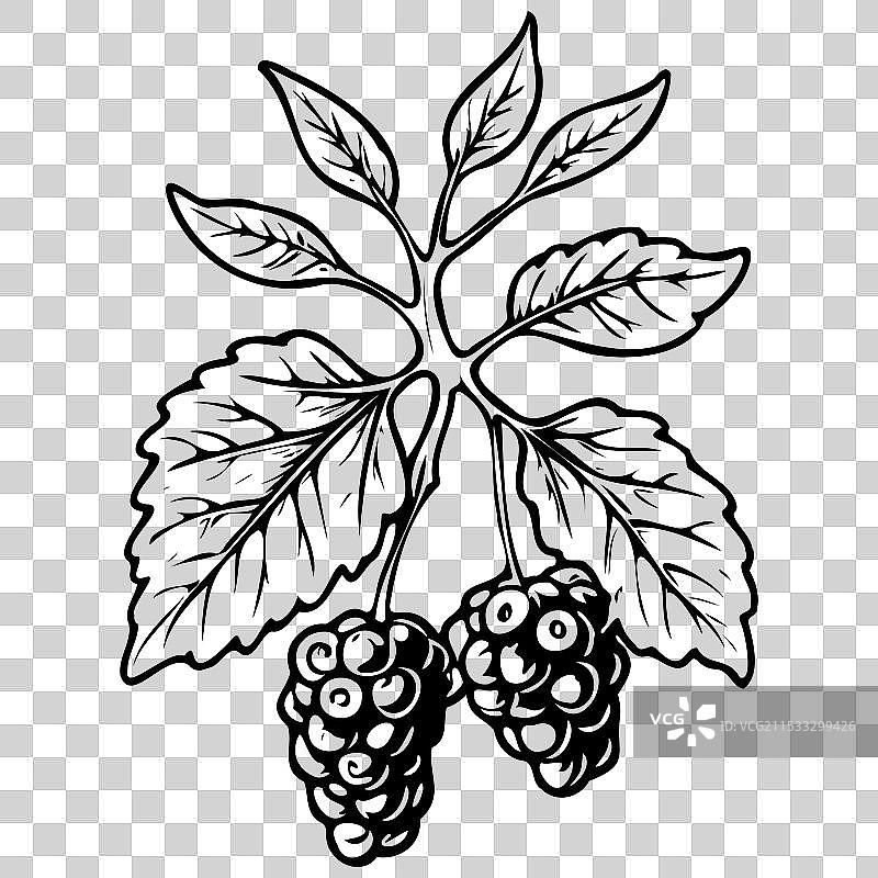 红桑树果实的雕刻图画图片素材