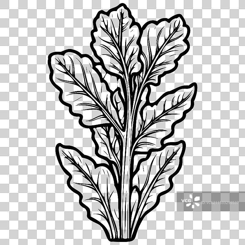 大黄的写实轮廓素描图片素材