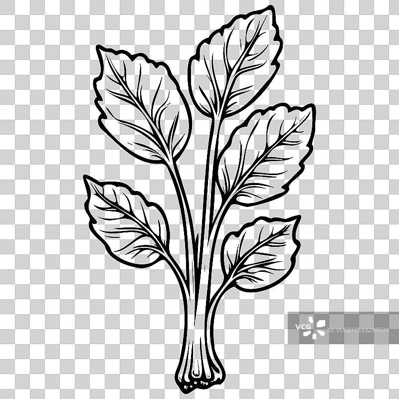 大黄的真实墨水素描水果轮廓图片素材
