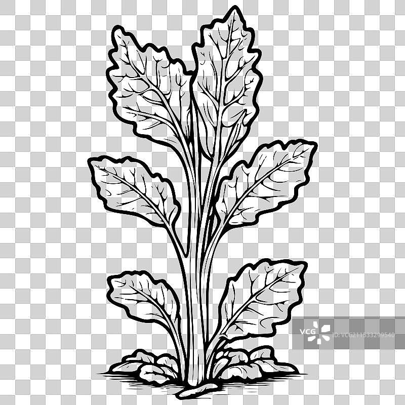 大黄的卡通水果轮廓素描图片素材