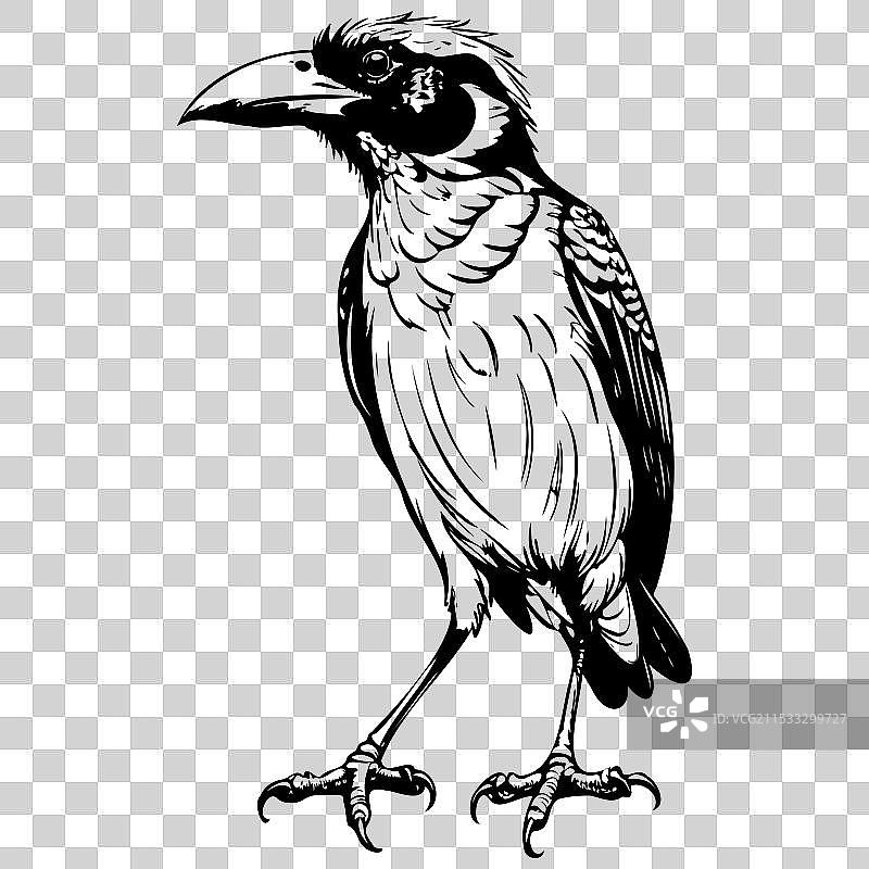 巴比特鸟的剪影与逼真的手绘图图片素材