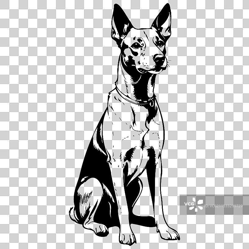 巴森吉犬坐姿的剪影画图片素材