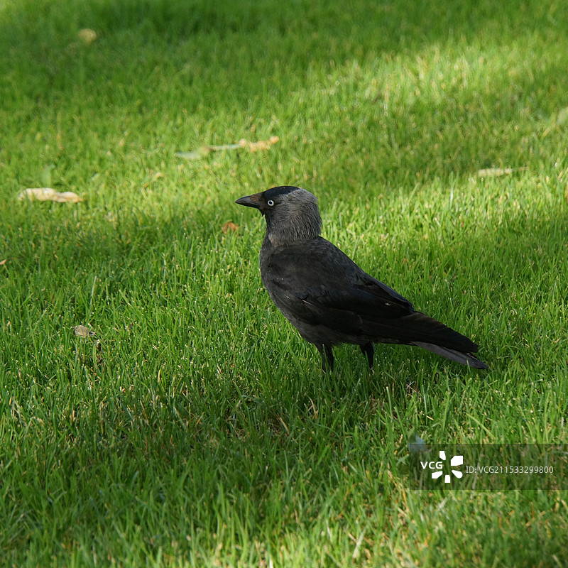 乌鸦图片素材