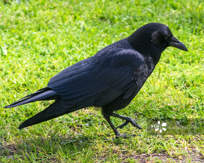 乌鸦图片素材