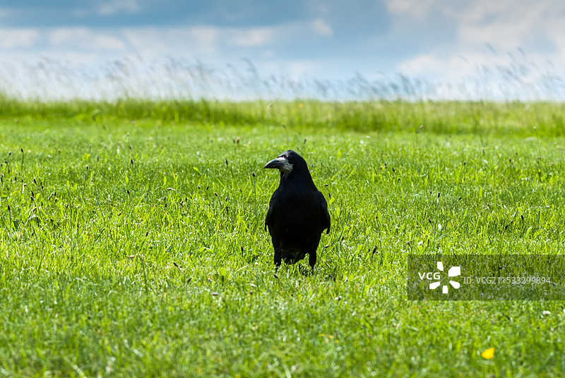 乌鸦图片素材