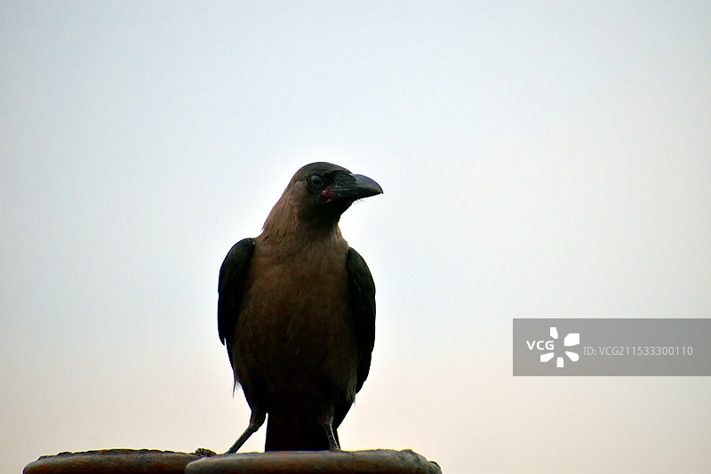 乌鸦图片素材