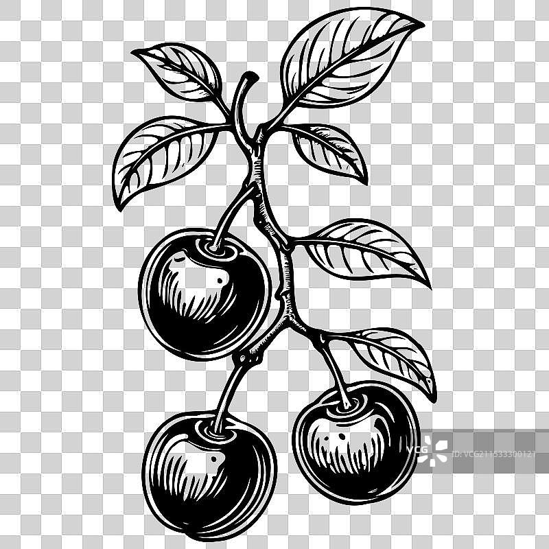 非洲樱桃橙子的手绘草图图片素材