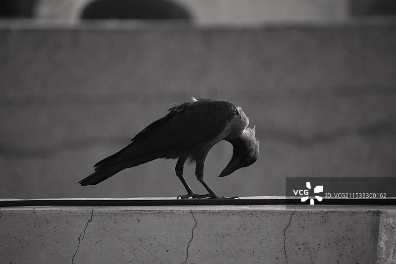乌鸦图片素材