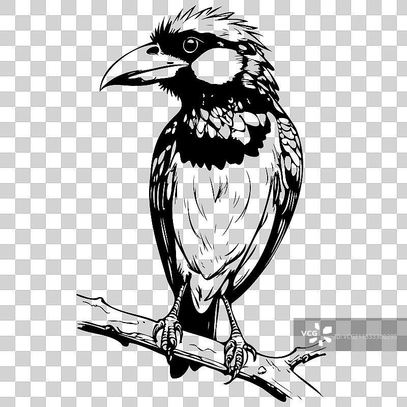 单色轮廓的巴比特鸟素描坐姿图片素材