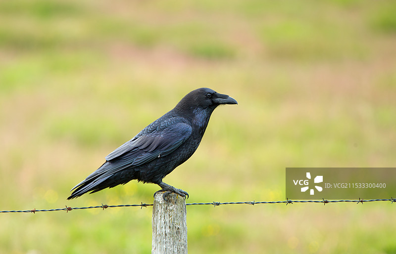 乌鸦图片素材