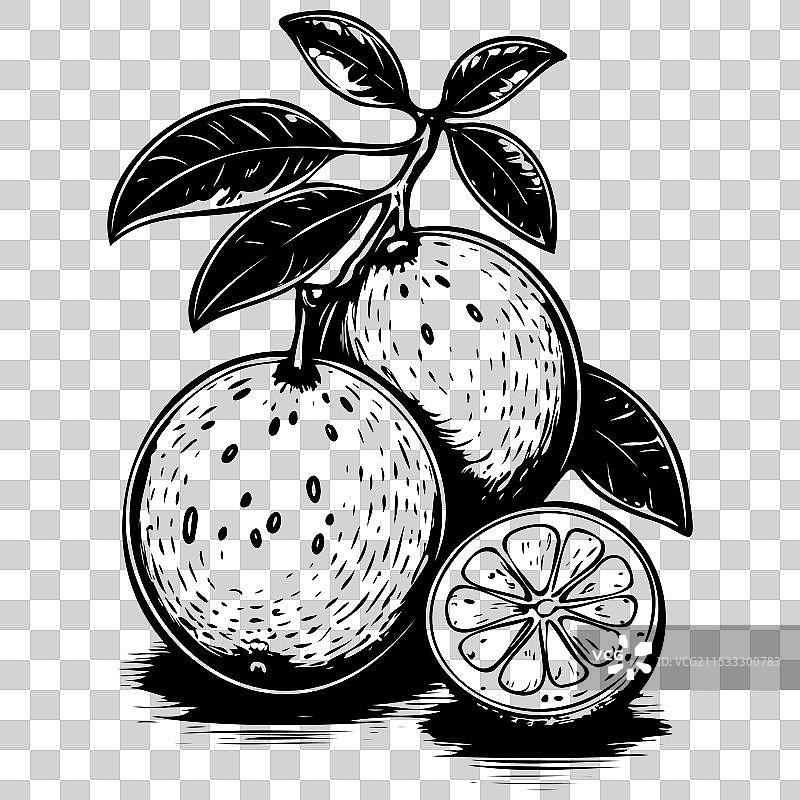 青柠檬的素描雕刻水果图画图片素材