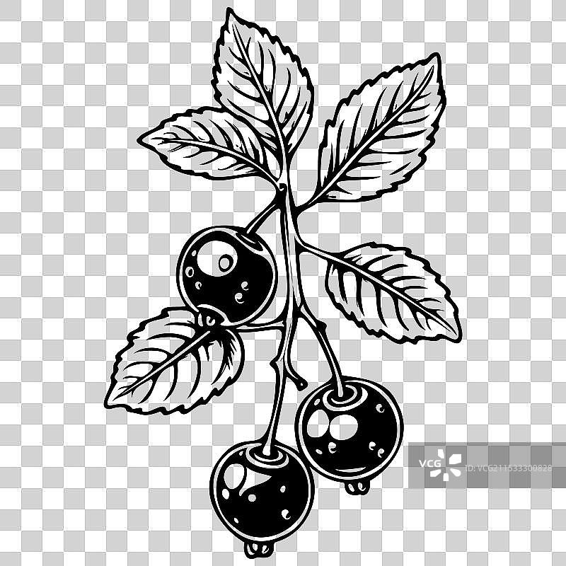 复古水果图像： chokeberry 的素描绘画图片素材