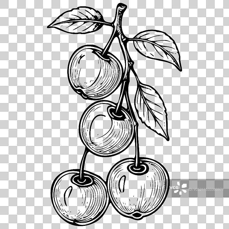 手绘酸樱桃素描水果图片素材