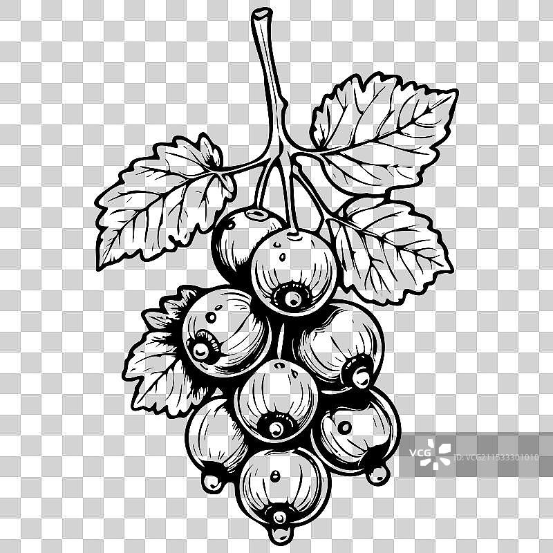 写实手绘白醋栗素描图片素材