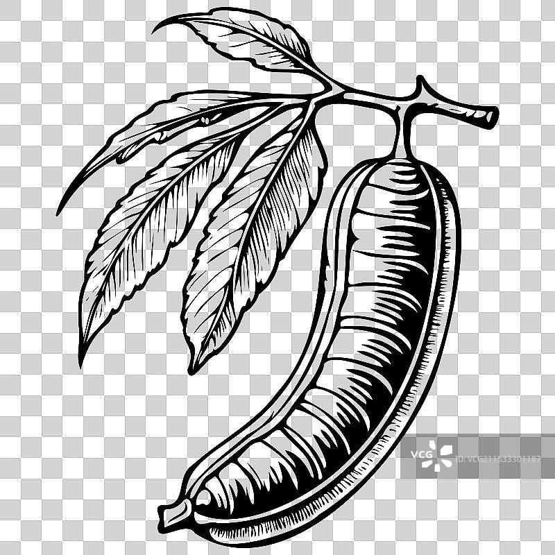 罗望子的真实手绘线条艺术图片素材