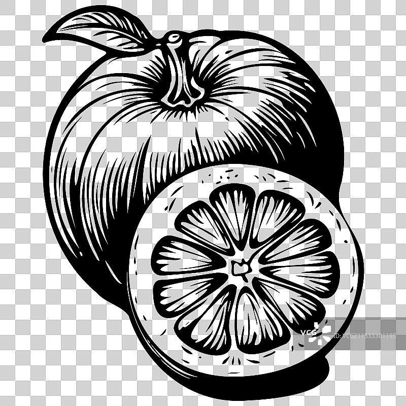 手绘的橘子果实，透明背景图片素材