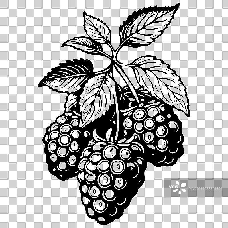 无刺的洛根莓手绘水果图片素材