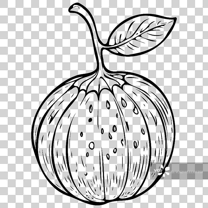 真实的丑橘素描单色水果图片素材