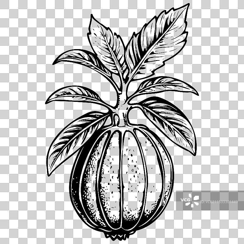 非洲面包果手绘透明水果图片素材