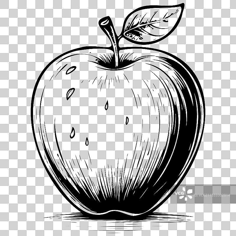 黑色水果的加拉苹果素描，孤立的水果图片素材