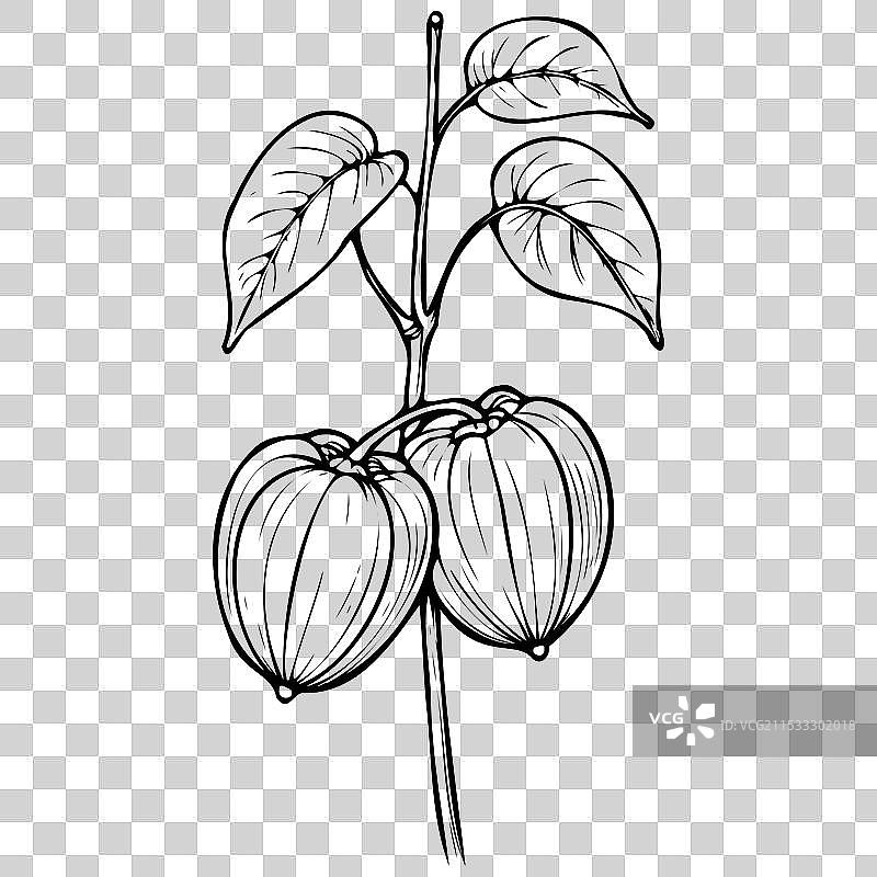 地樱桃素描写实水果单色图图片素材