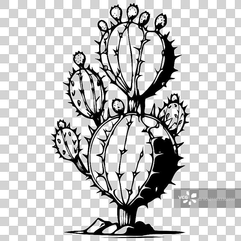 手绘的仙人掌果素描图片素材