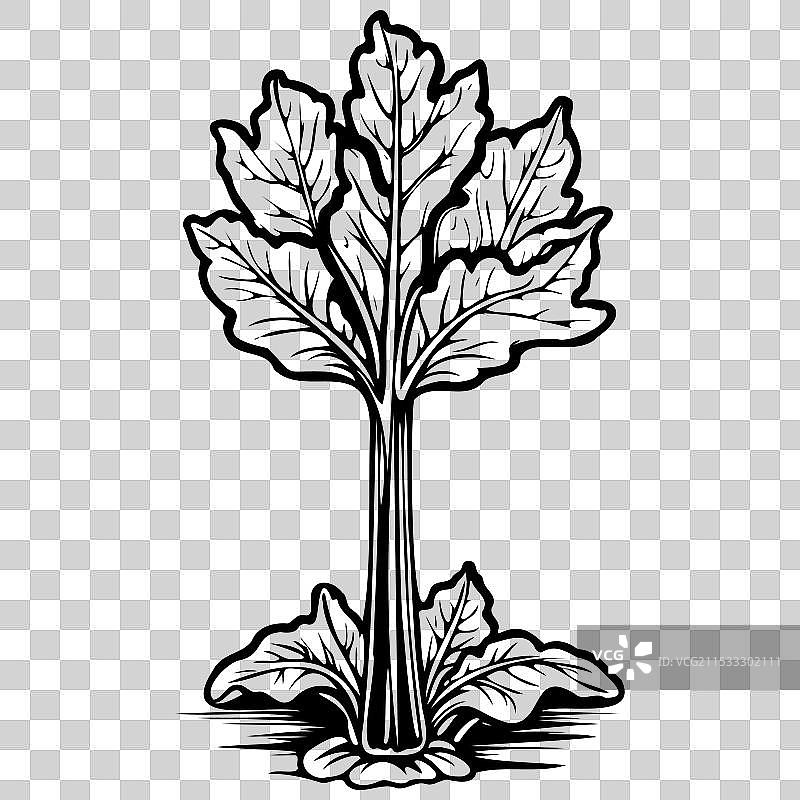 复古手绘的洋蓟透明水果图片素材