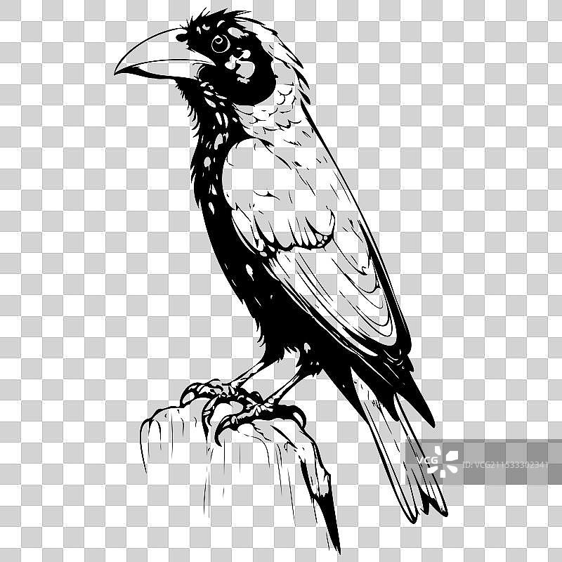 复古巴比特鸟的真实轮廓画作图片素材