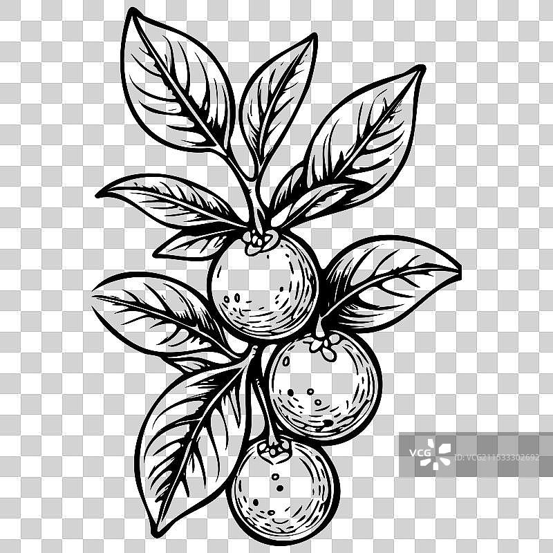 复古的黑色手绘金桔水果图片素材