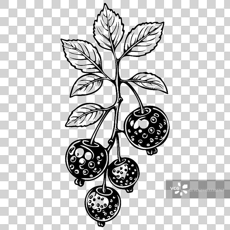 复古的 chokeberry 素描，逼真的水果图片素材