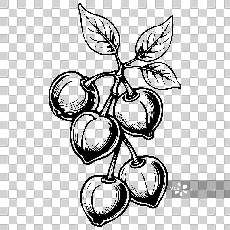 复古的红玉髓樱桃单色轮廓图片素材